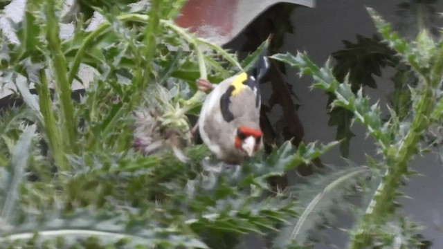 European Goldfinch - ML471492631