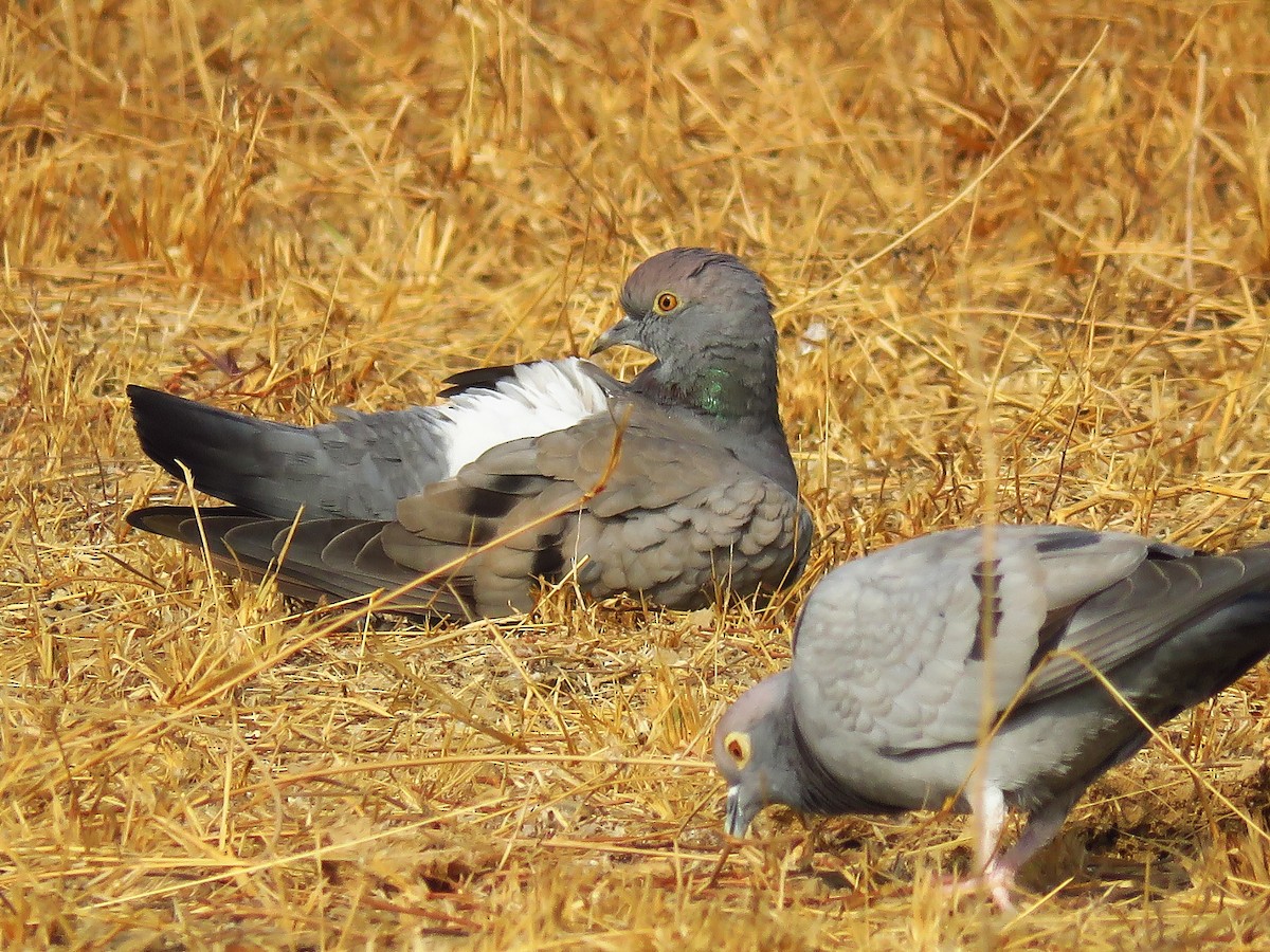 Yellow-eyed Pigeon - ML47149271