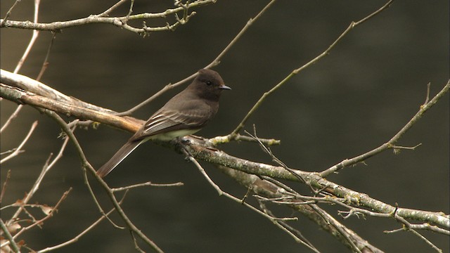 Black Phoebe (Northern) - ML471493