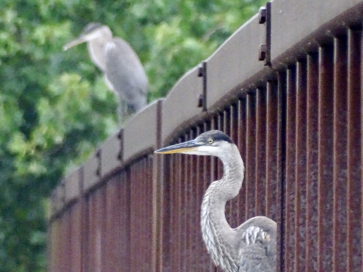 Great Blue Heron - ML471493601