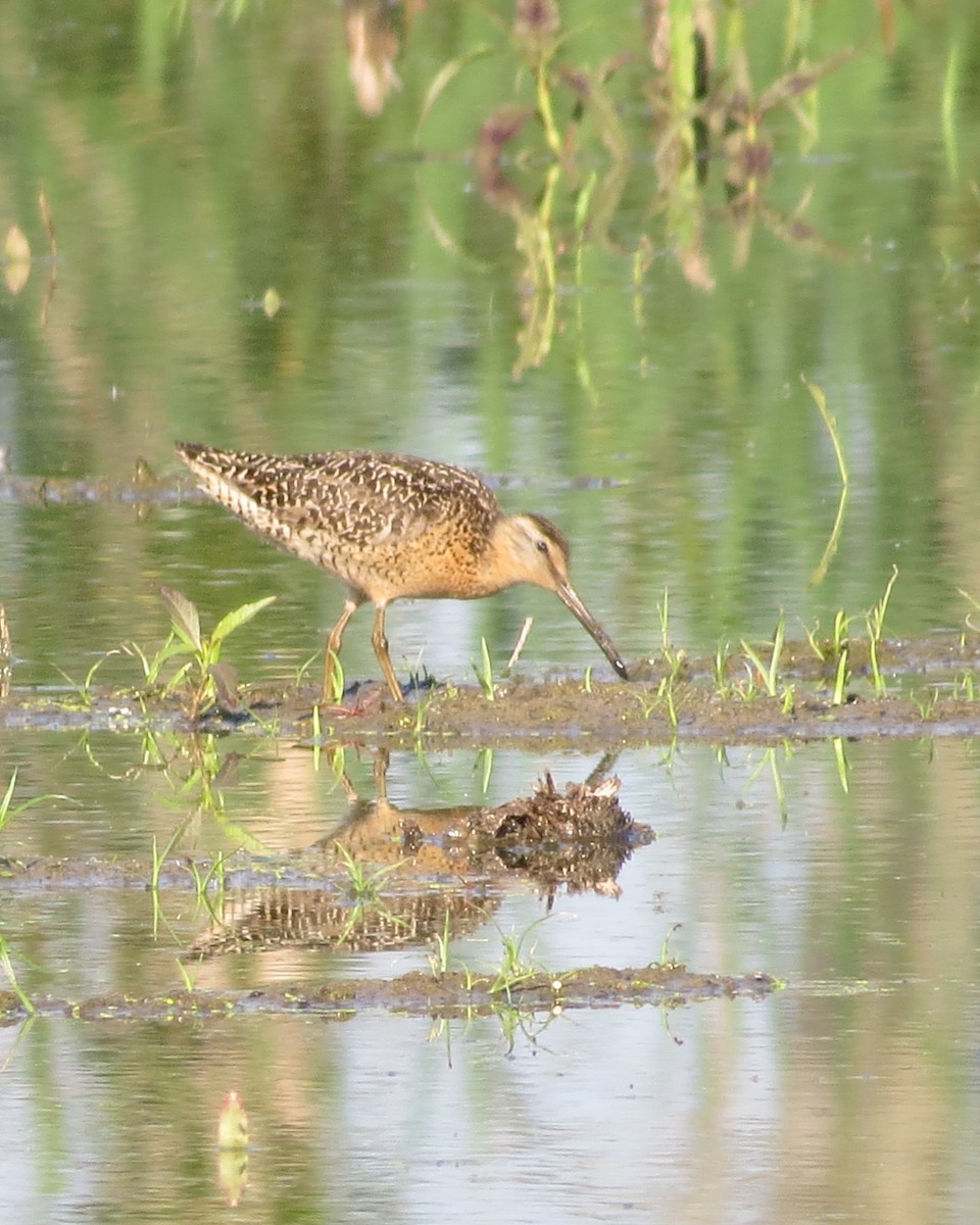Short-billed Dowitcher - ML471493781