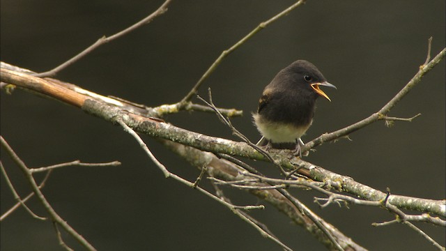 Black Phoebe (Northern) - ML471494