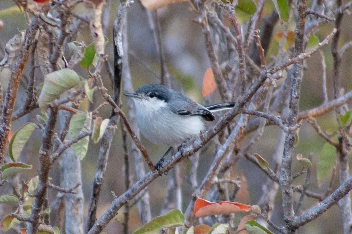 Tropical Gnatcatcher (plumbiceps/anteocularis) - ML471496731