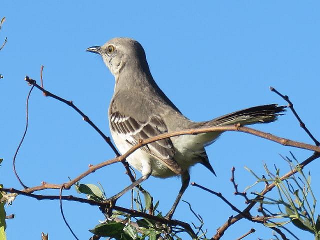 Northern Mockingbird - ML47149921