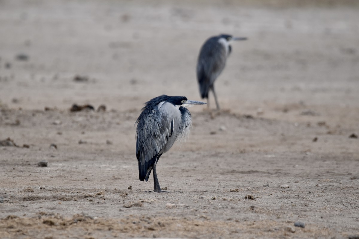 Black-headed Heron - ML471499231