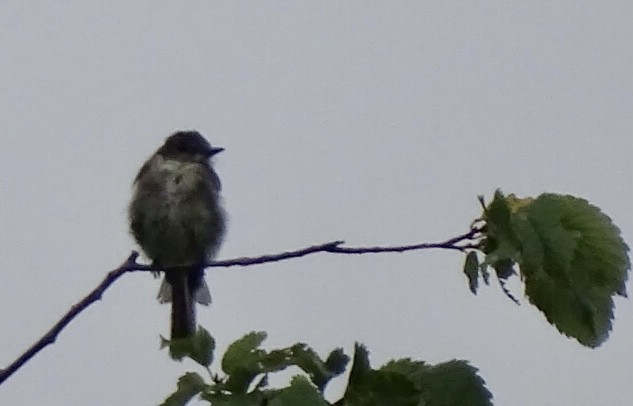 Eastern Wood-Pewee - ML471499551