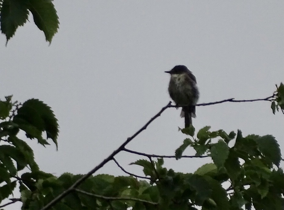 Eastern Wood-Pewee - ML471499561