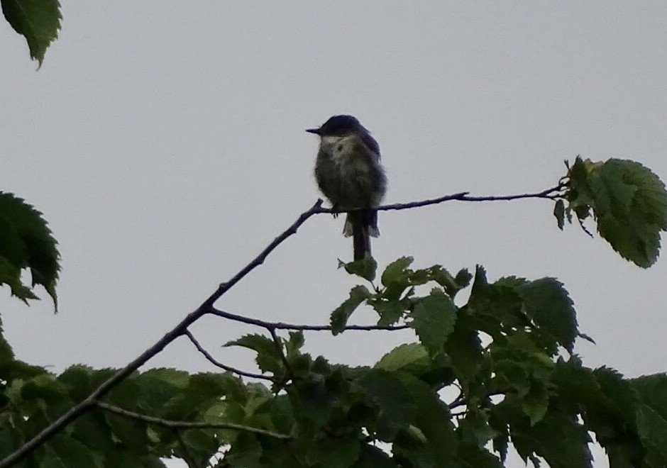 Eastern Wood-Pewee - ML471499571