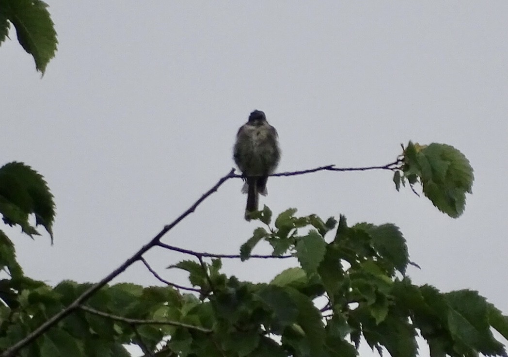 Eastern Wood-Pewee - ML471499581