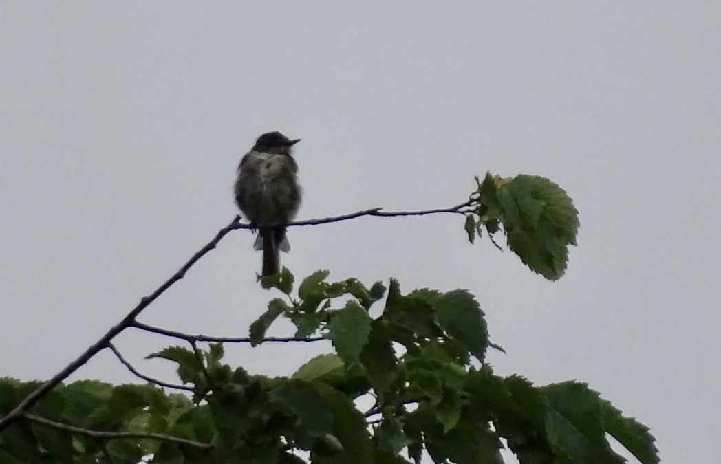 Eastern Wood-Pewee - ML471499601