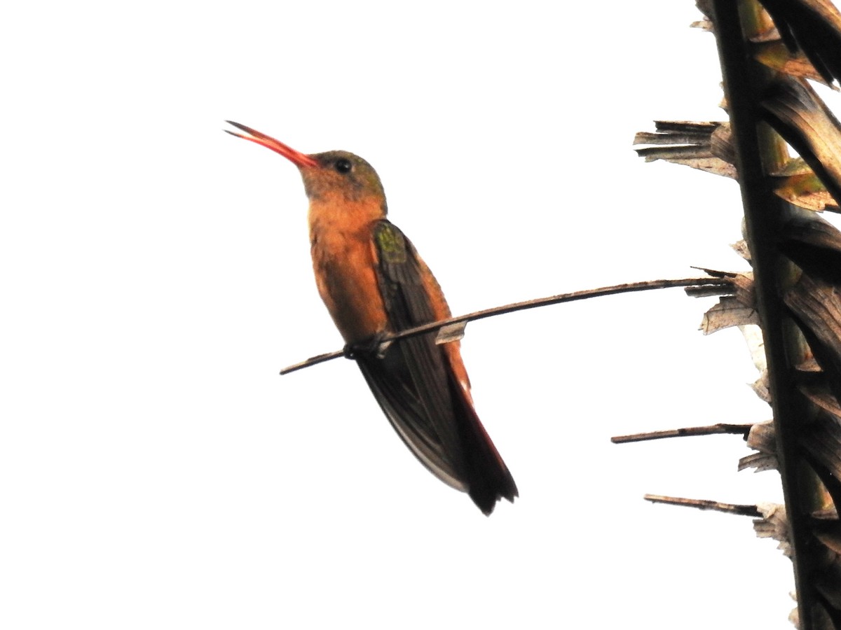 Cinnamon Hummingbird - ML471500081