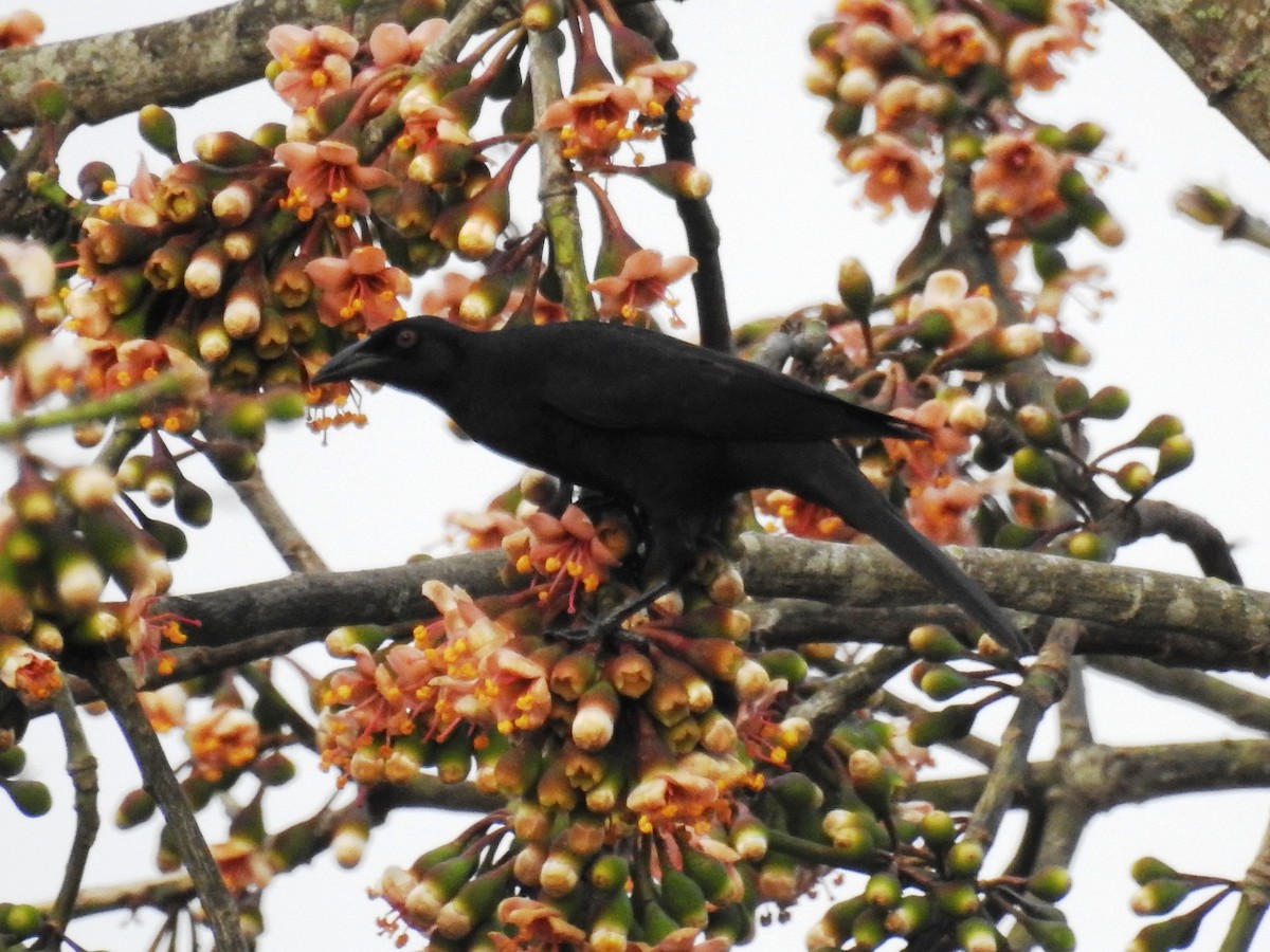 Giant Cowbird - ML471500171