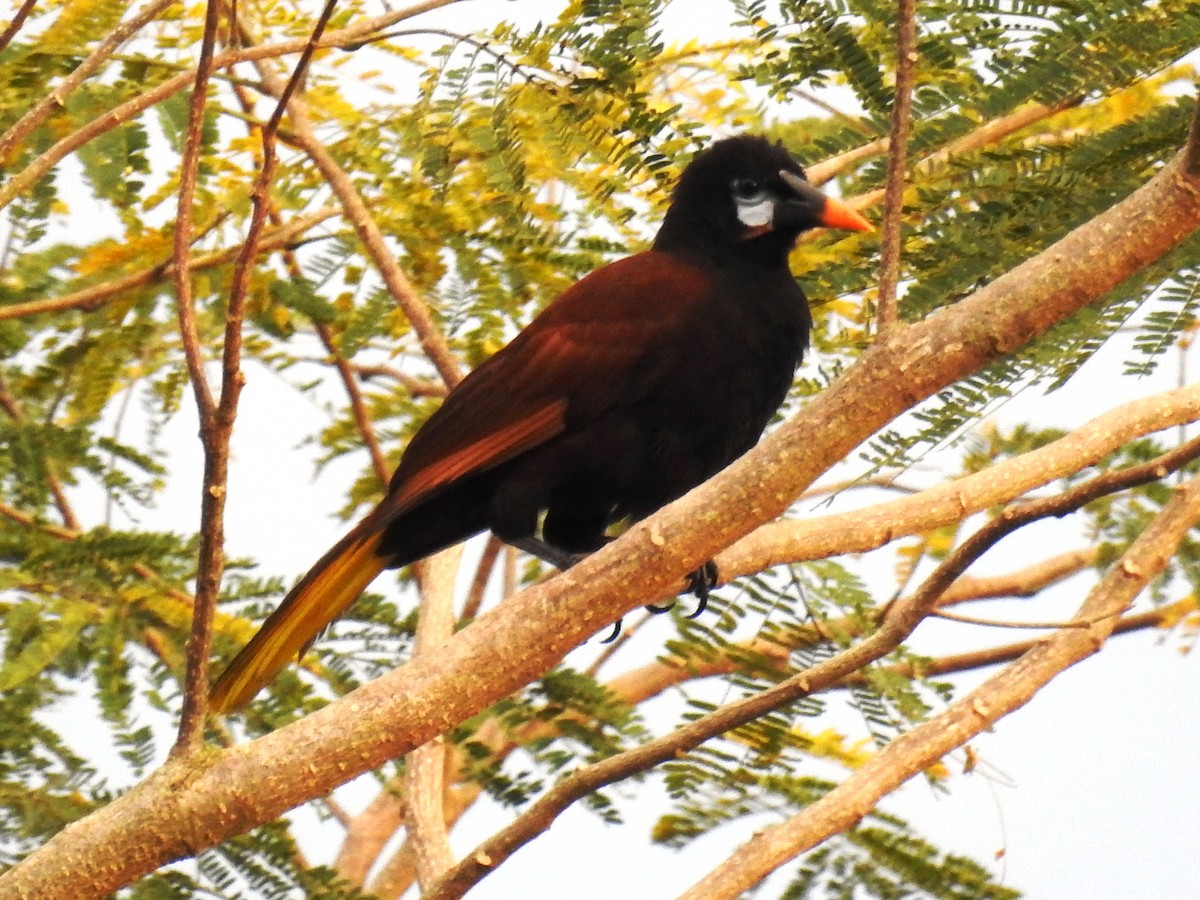 Montezuma Oropendola - ML471500211