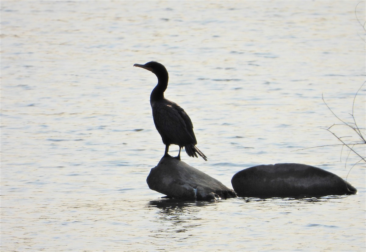 Double-crested Cormorant - ML471500221