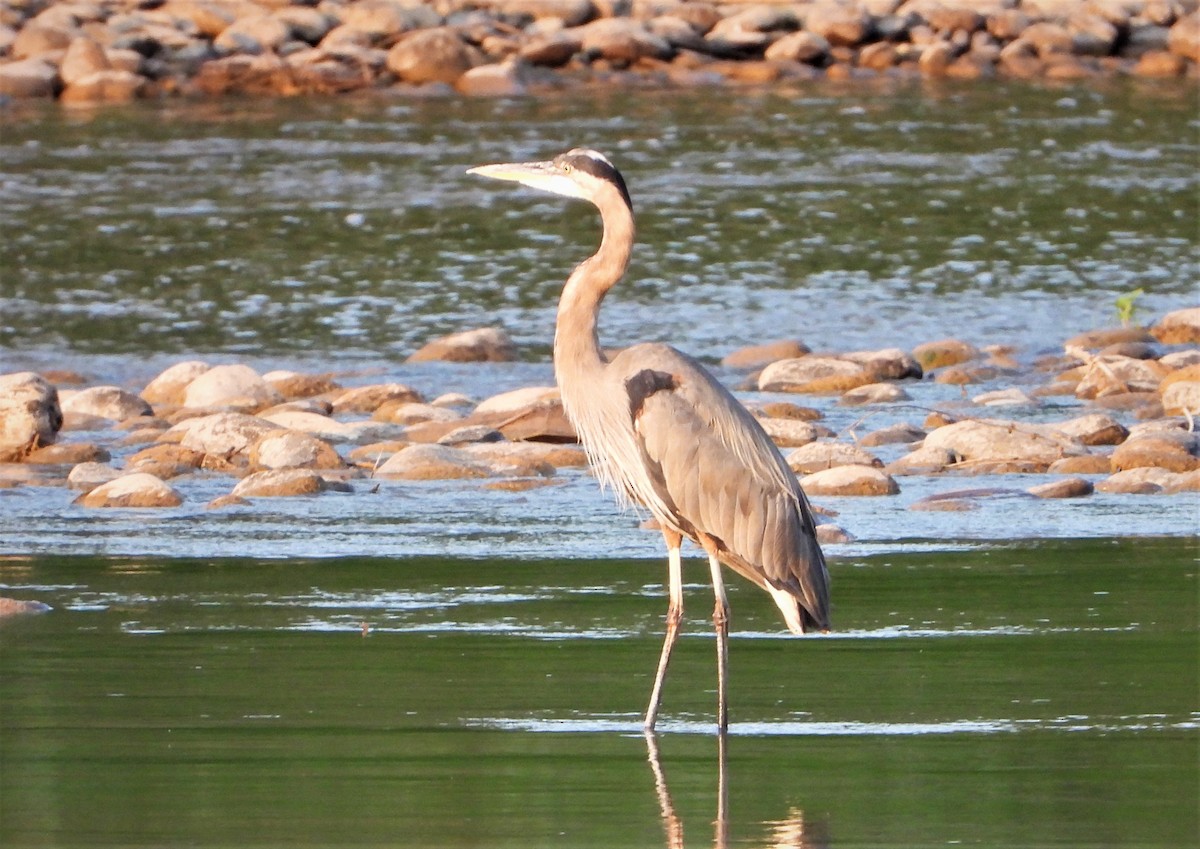 Great Blue Heron - ML471500241