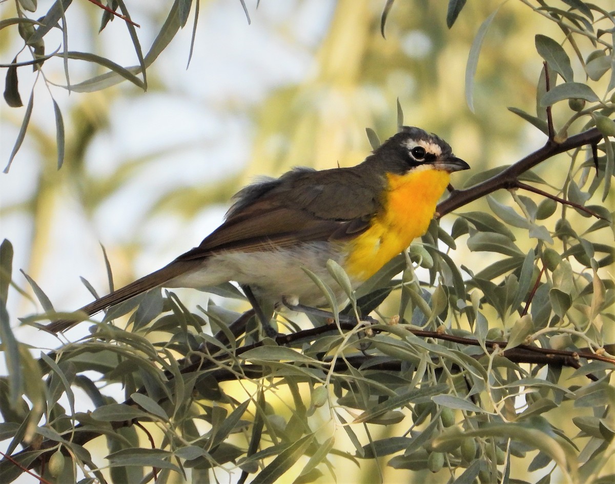 Yellow-breasted Chat - ML471500391