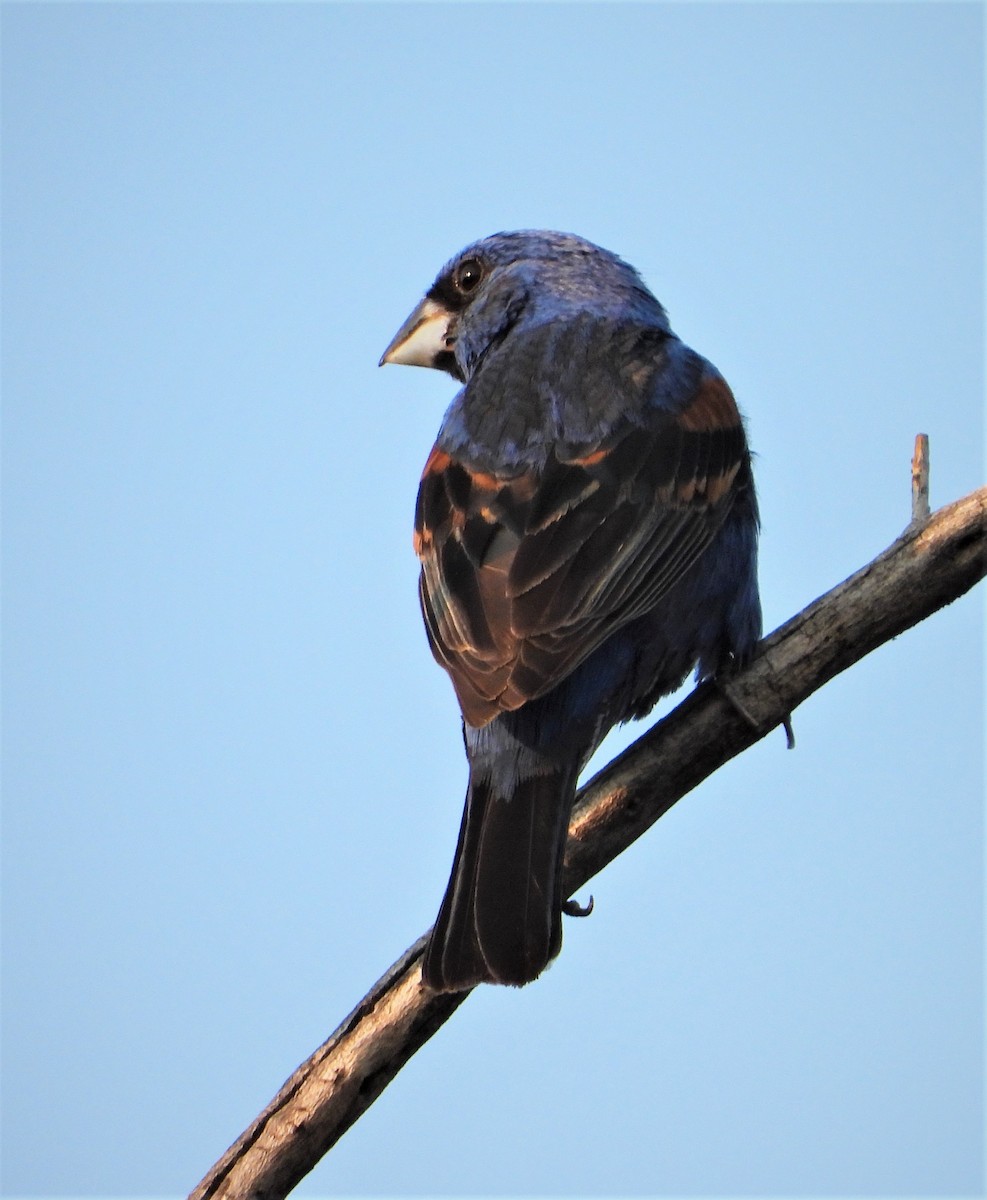 Blue Grosbeak - ML471500561