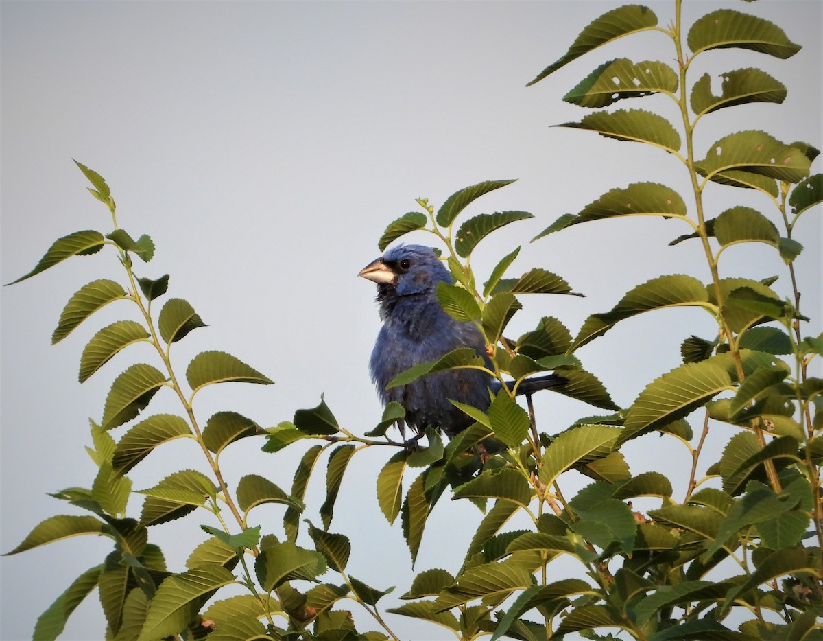 Blue Grosbeak - ML471500621