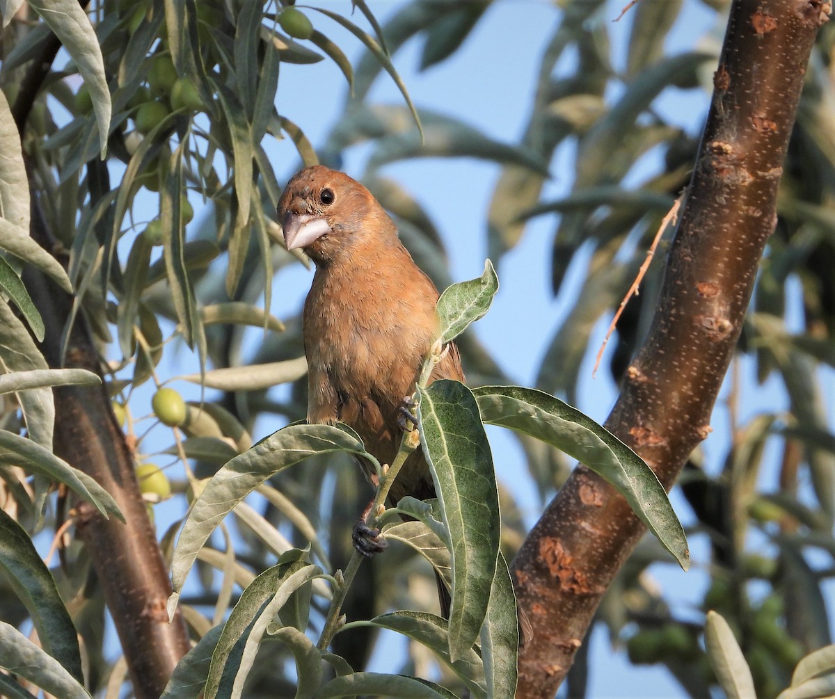 Blue Grosbeak - ML471500681