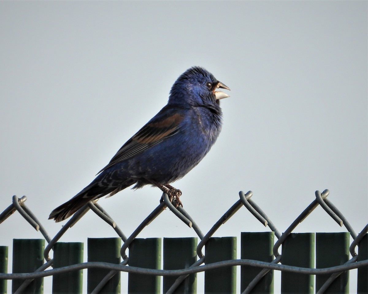 Blue Grosbeak - ML471500751