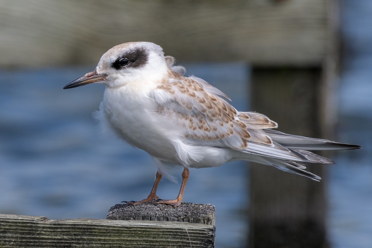 Forster's Tern - ML471500861