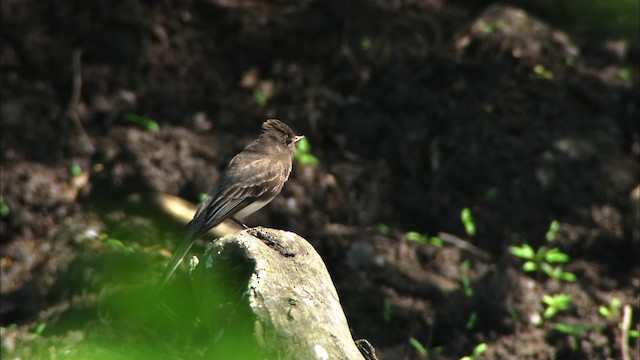 Black Phoebe (Northern) - ML471504