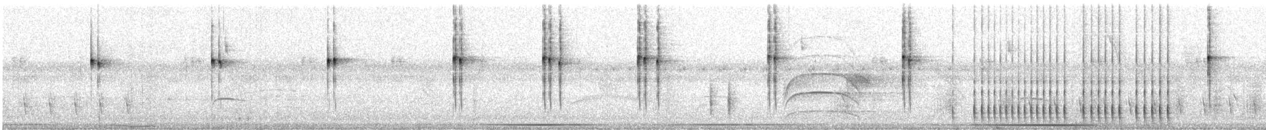 Picumne frangé - ML471504001