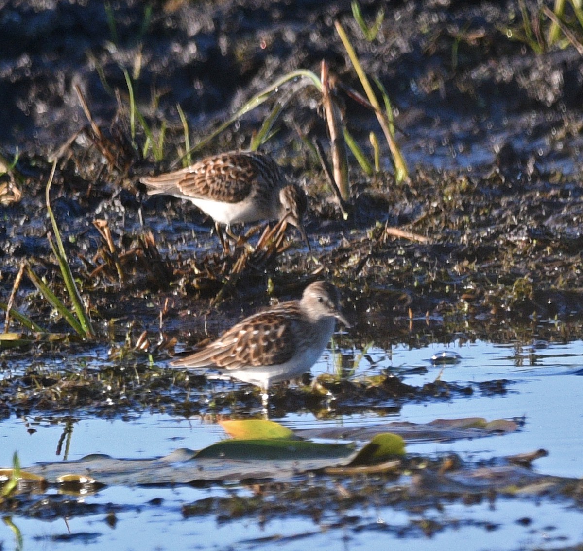 Least Sandpiper - Chad Kowalski