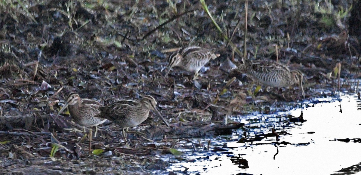 Wilson's Snipe - ML471504211