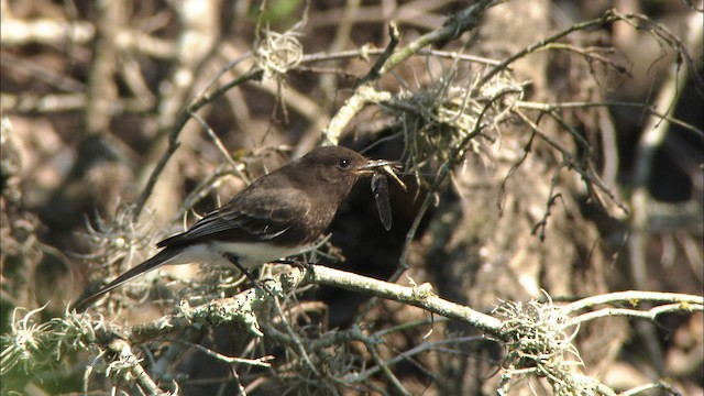 Black Phoebe (Northern) - ML471505