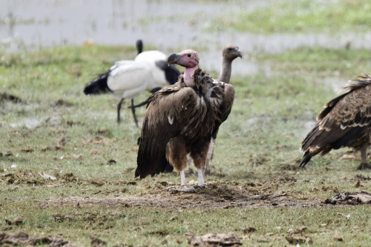 Lappet-faced Vulture - ML471505721