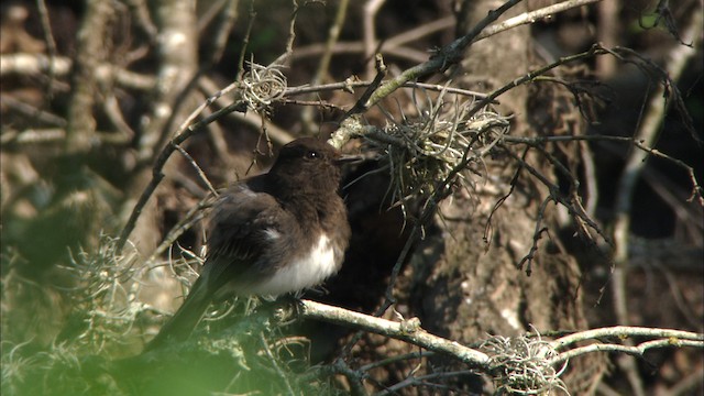 Black Phoebe (Northern) - ML471506