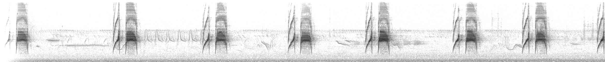 Weißbauch-Dickichtschlüpfer - ML47150631