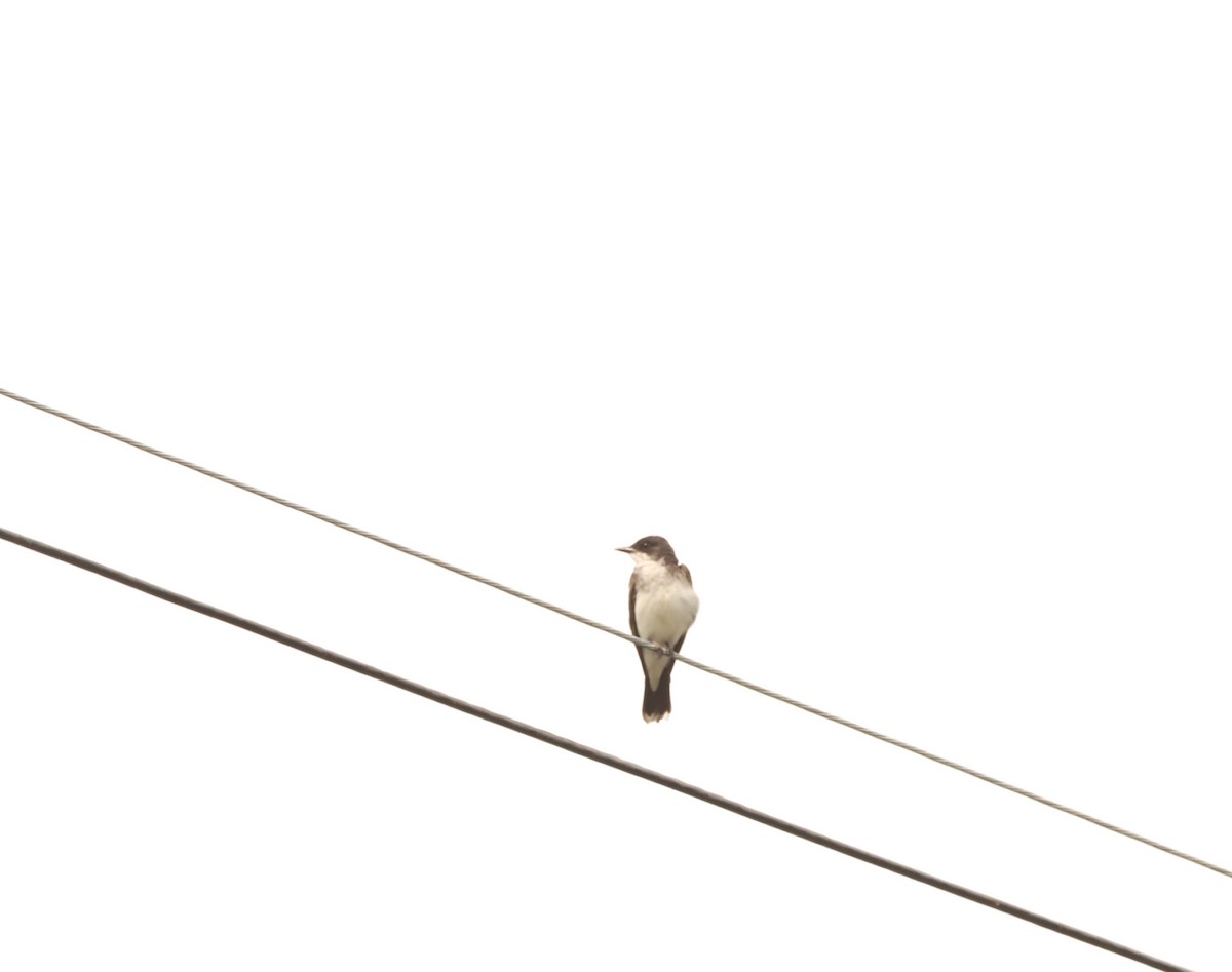 Eastern Kingbird - ML471506411