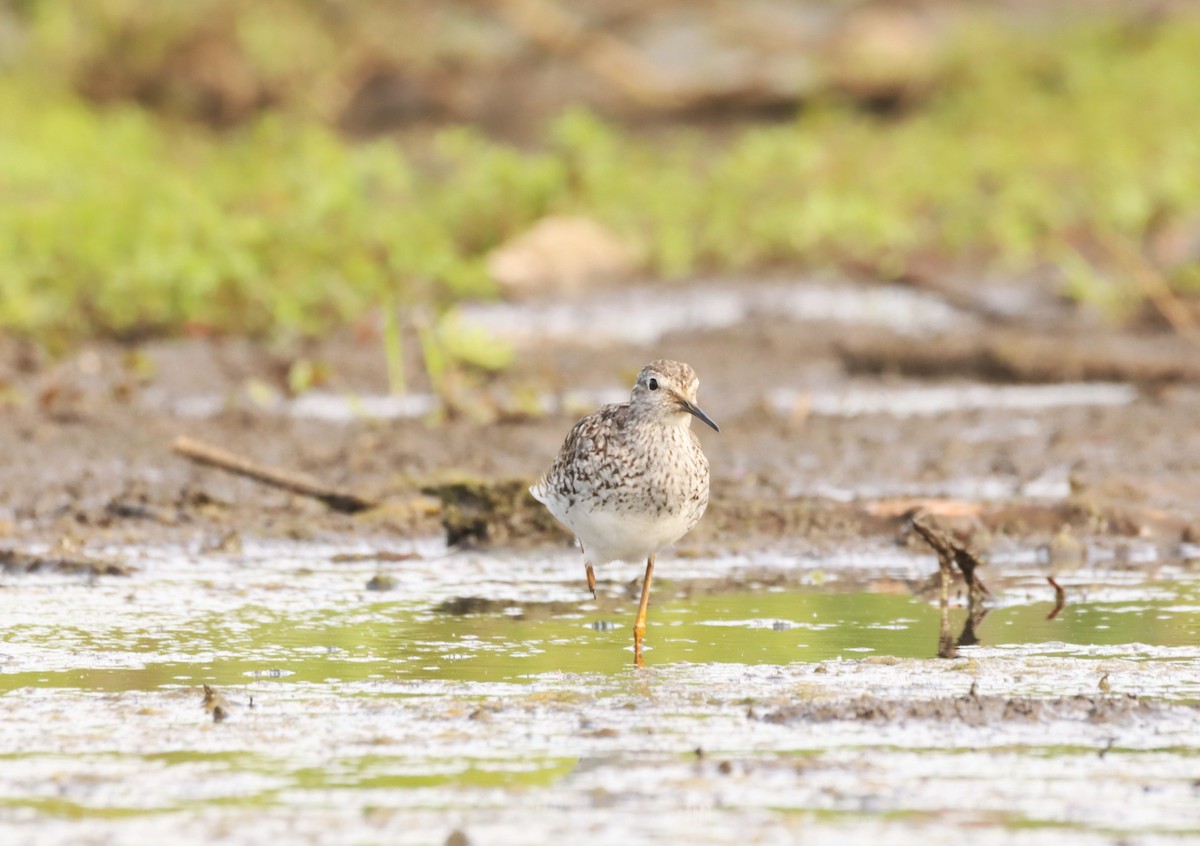 Lesser Yellowlegs - ML471506881