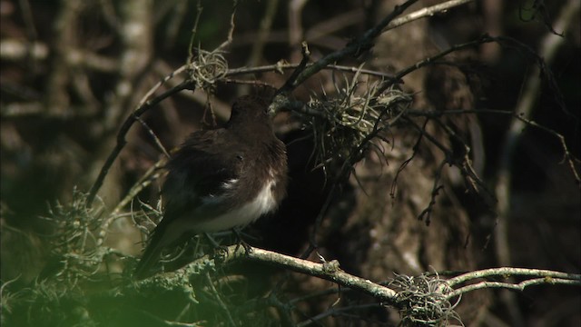 Black Phoebe (Northern) - ML471507