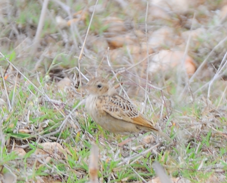 Tawny Lark - JOE M RAJA