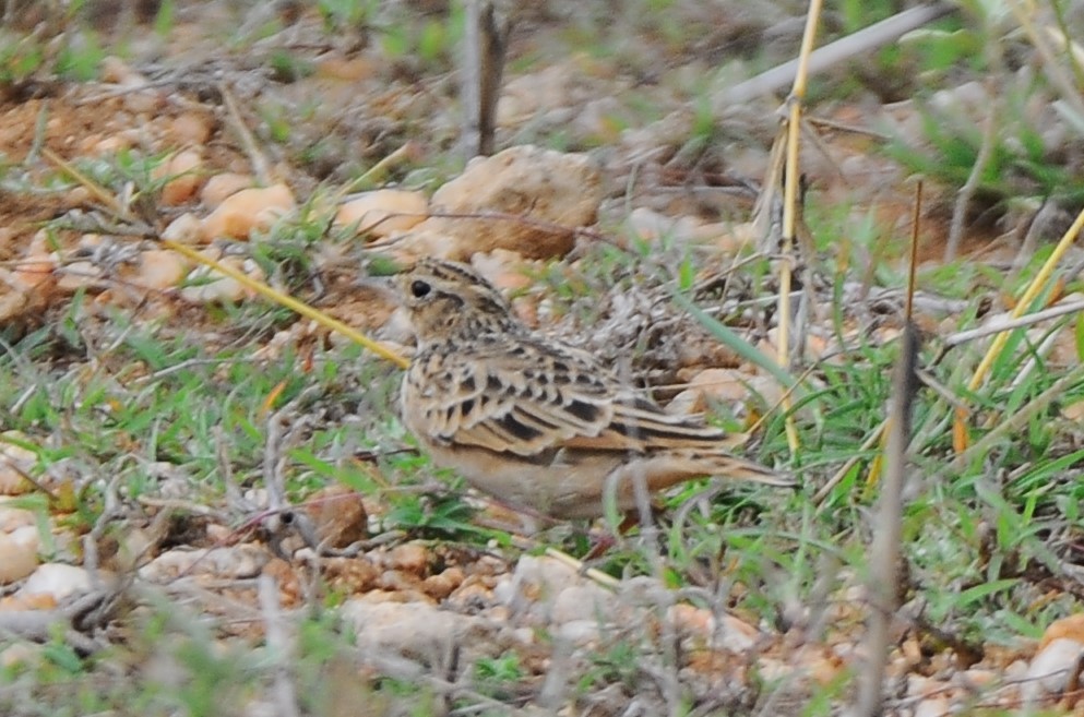 Tawny Lark - JOE M RAJA