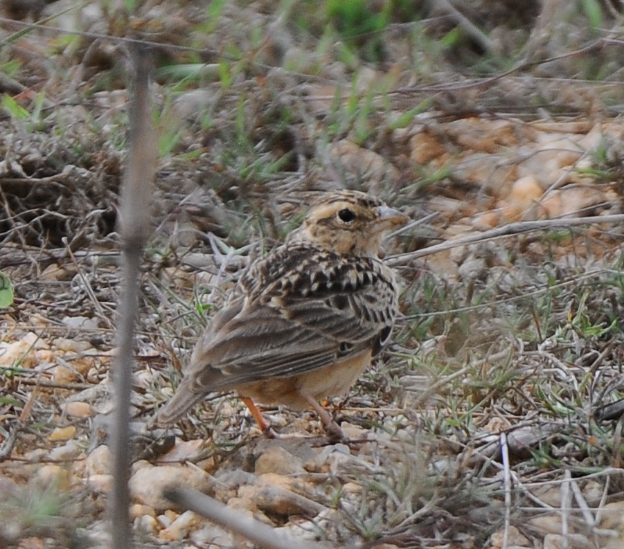 Tawny Lark - JOE M RAJA