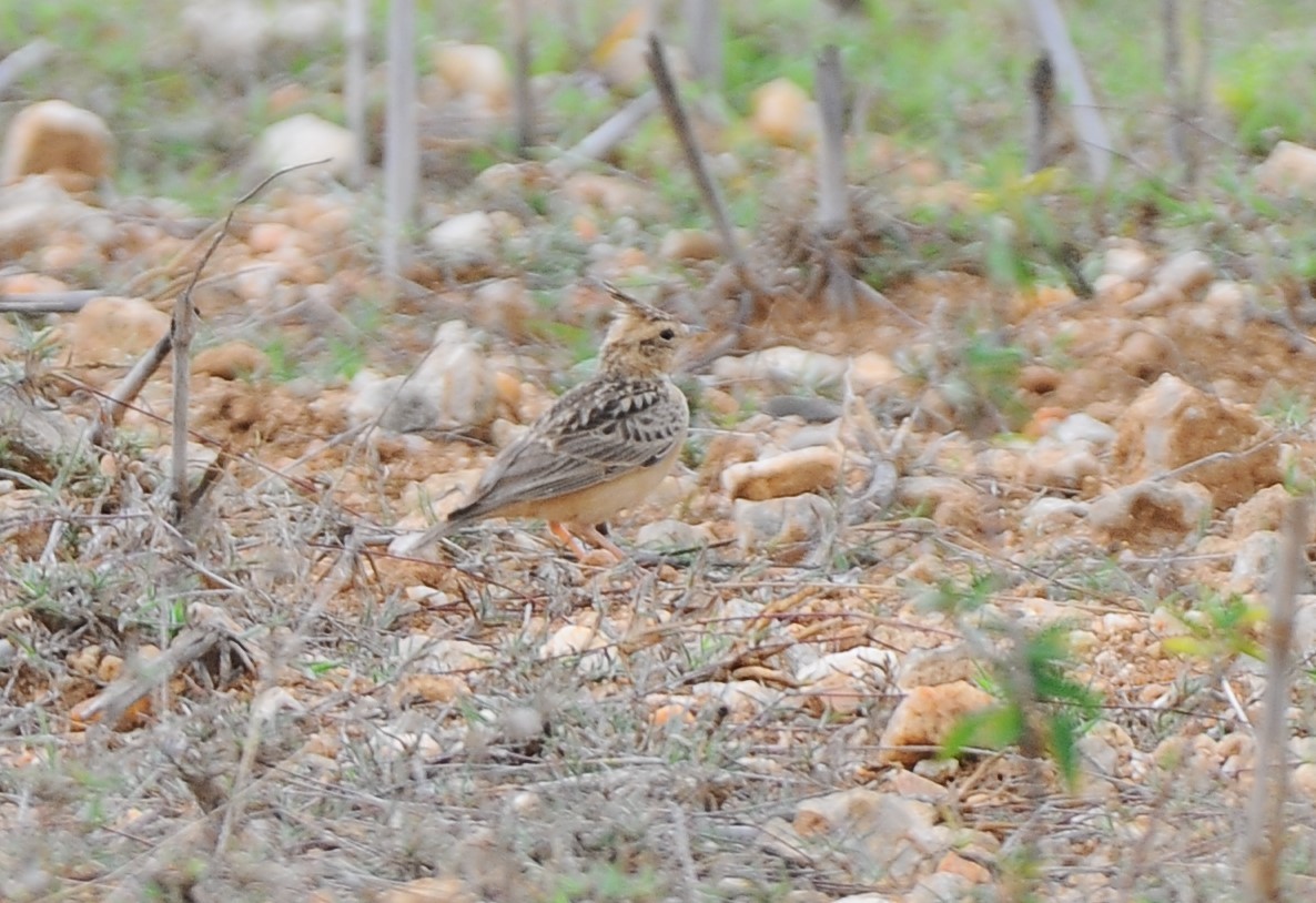 Tawny Lark - JOE M RAJA