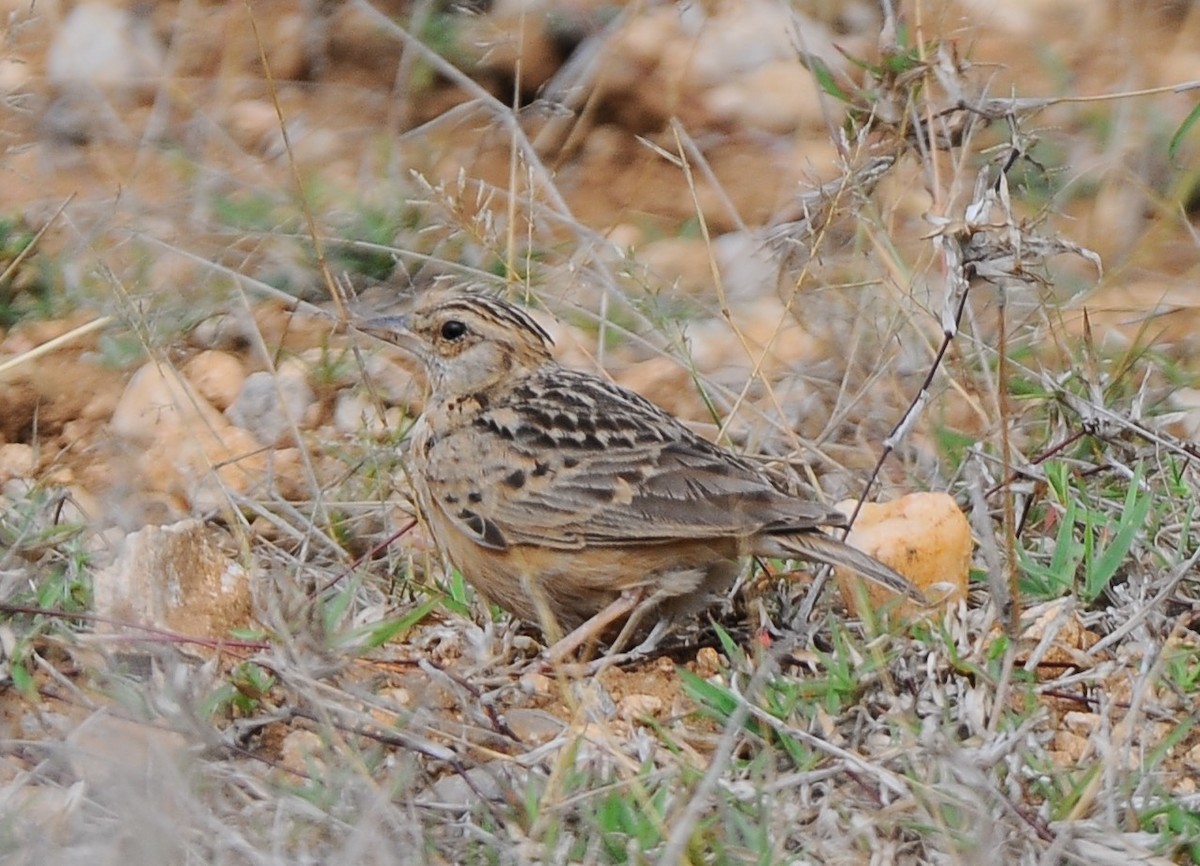 Tawny Lark - JOE M RAJA