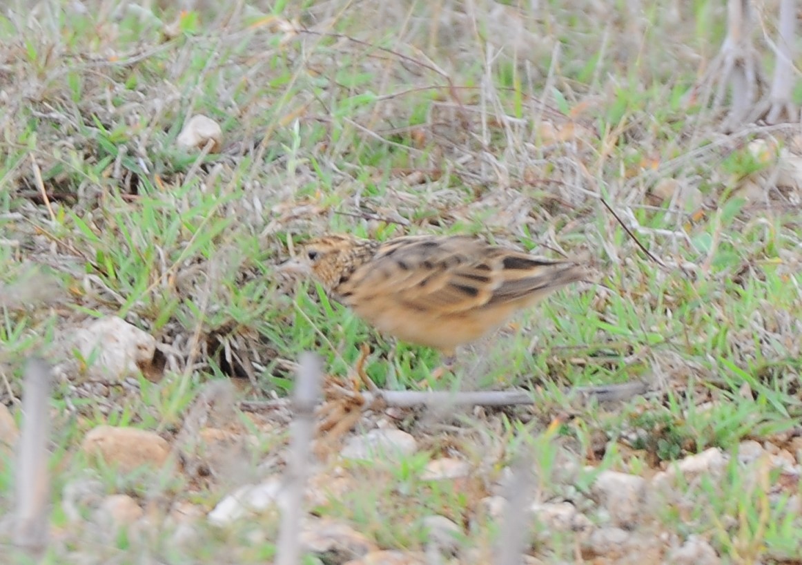 Tawny Lark - JOE M RAJA