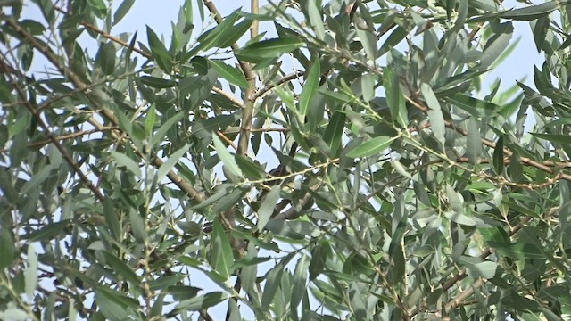 Vireo Ojiblanco - ML471507471