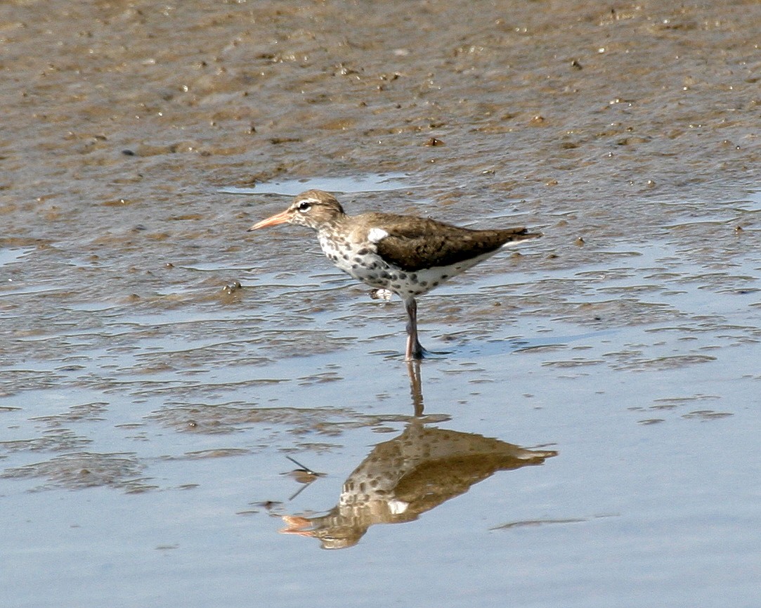 Spotted Sandpiper - Pierre Howard