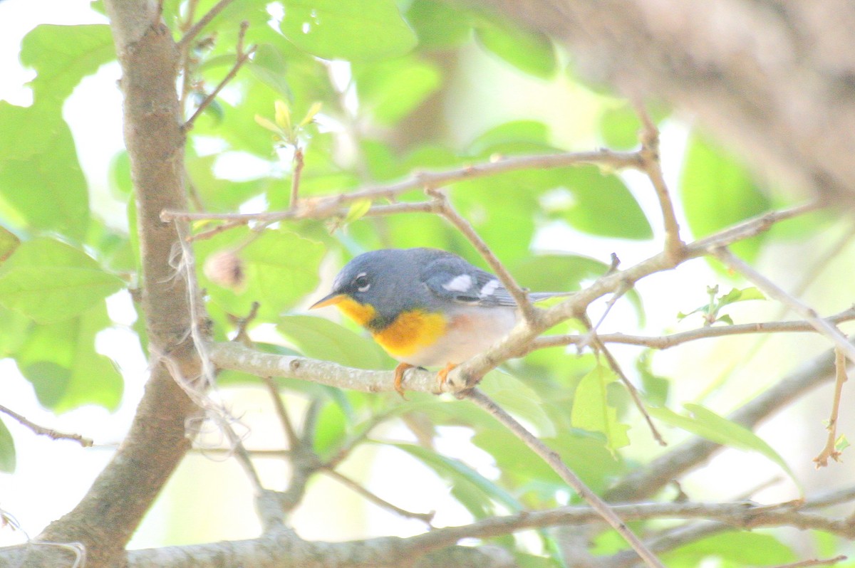 Northern Parula - ML471507821