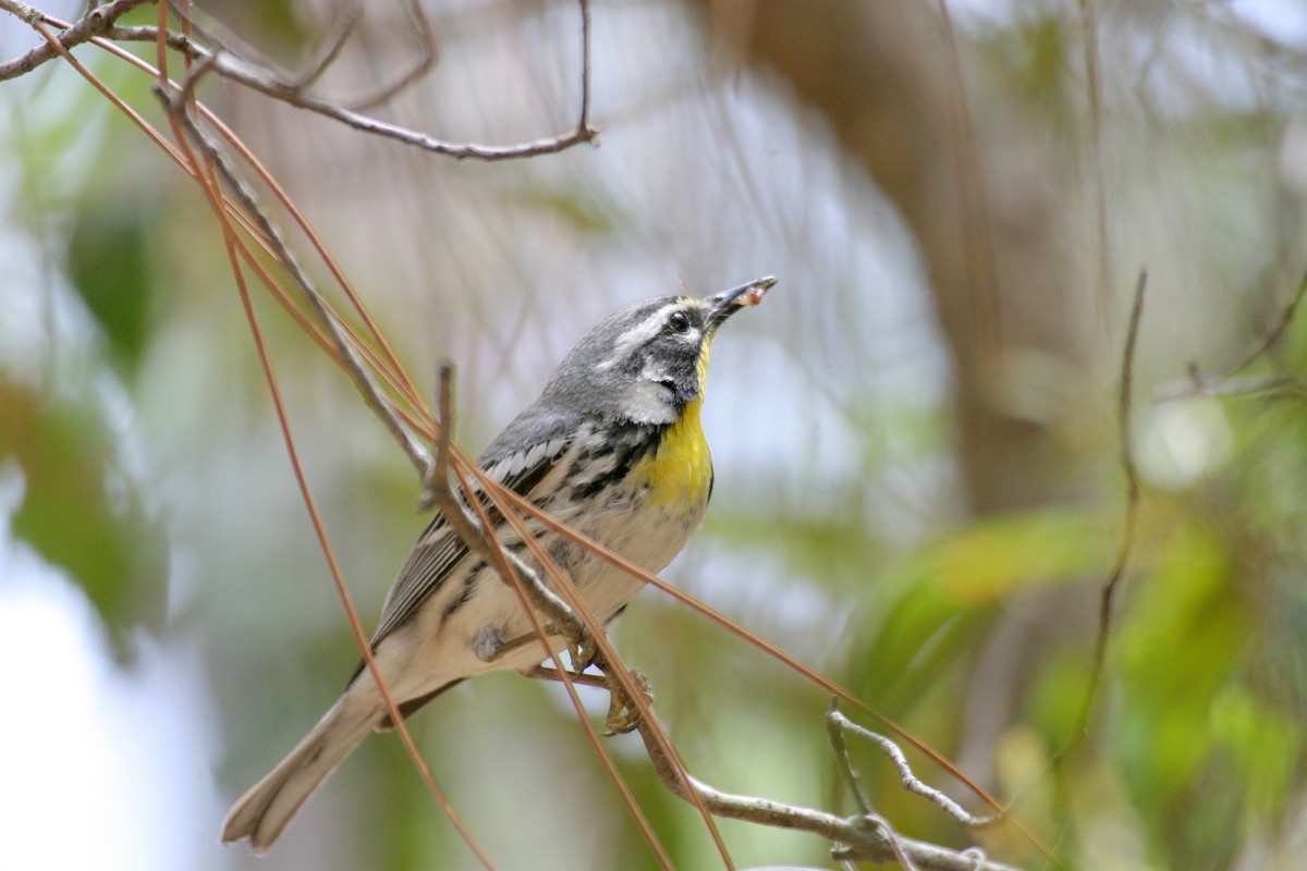 Yellow-throated Warbler - ML471508051