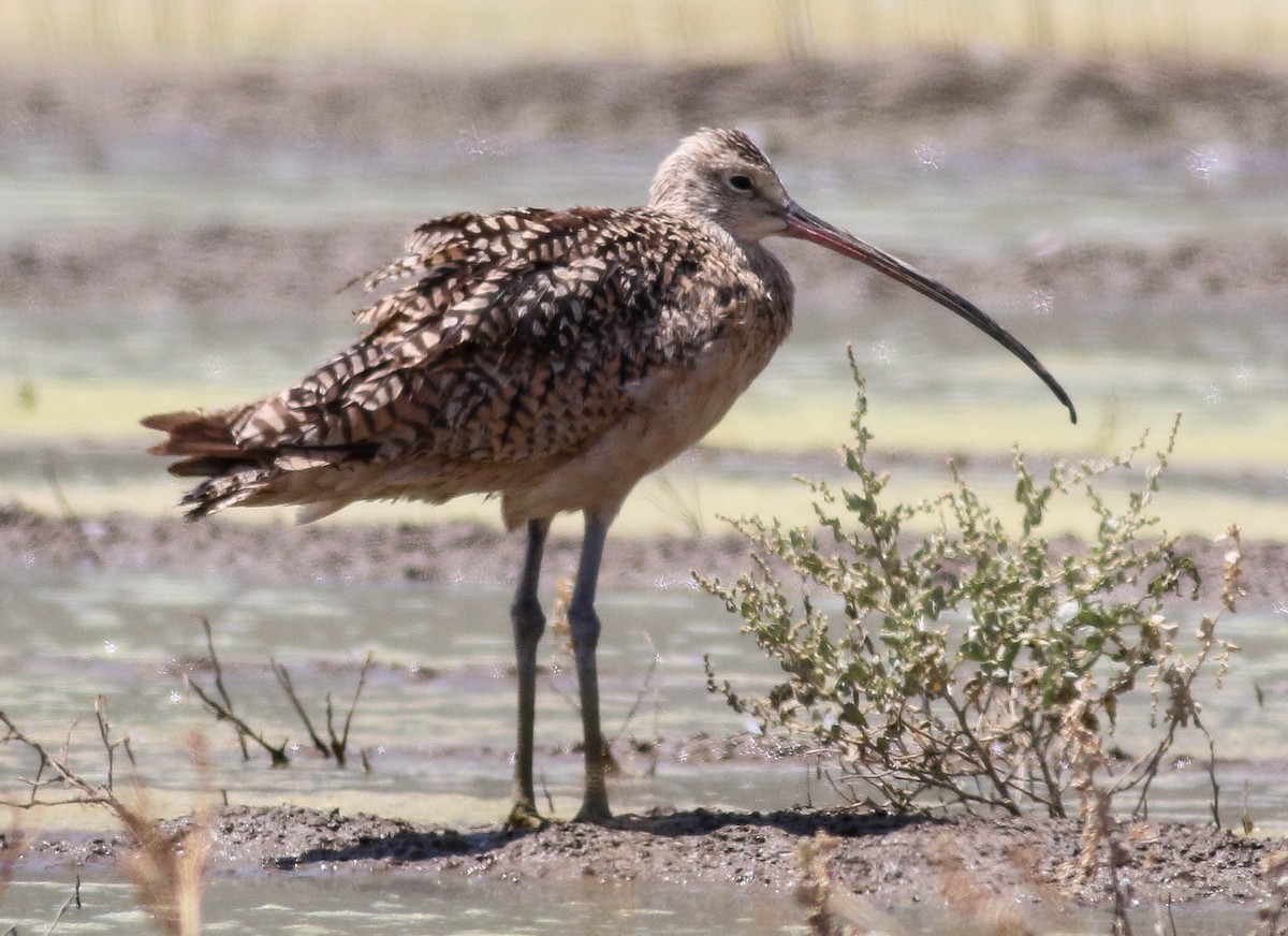 Long-billed Curlew - ML471508081