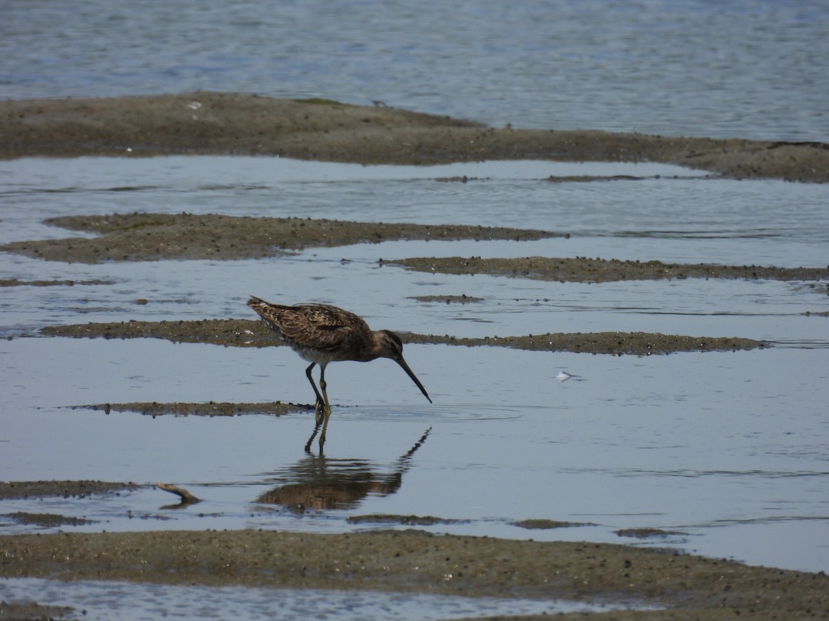 Short-billed Dowitcher - ML471508111