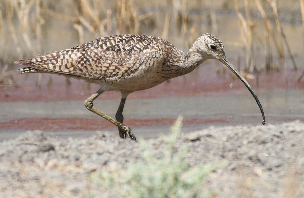 Long-billed Curlew - ML471508121