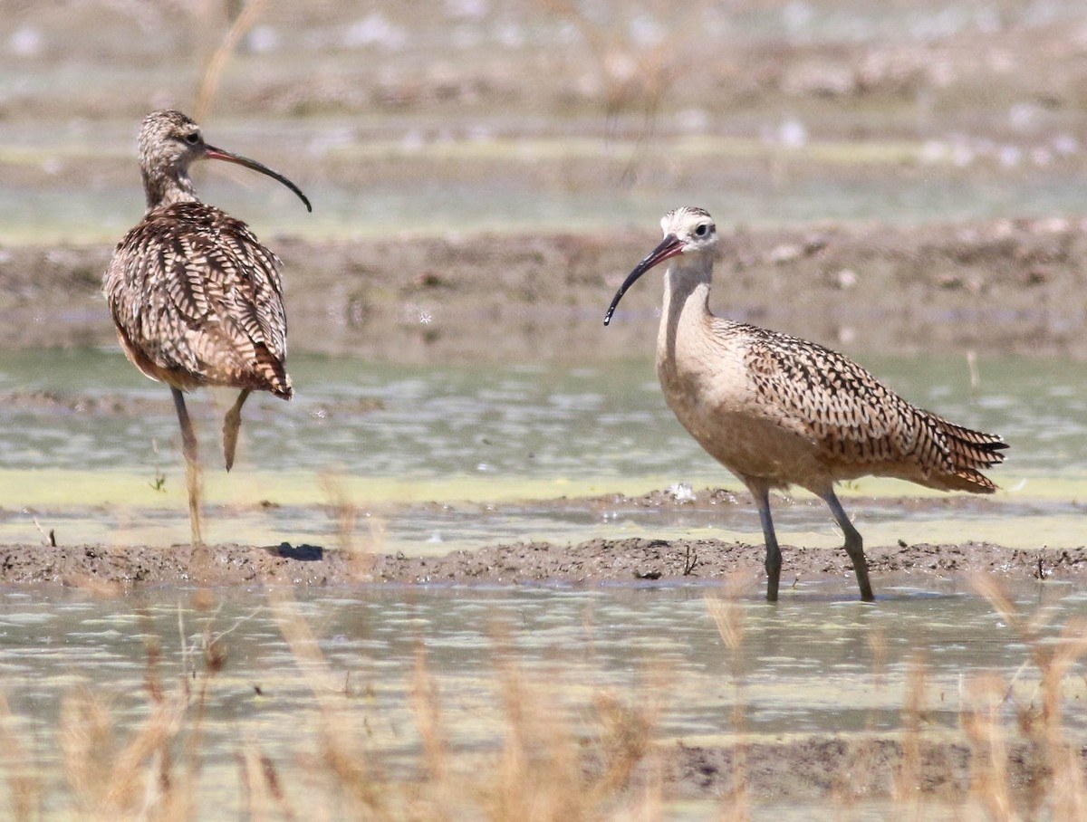 Long-billed Curlew - ML471508131